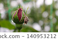 A close-up of a burgundy rosebud with dewdrops. A brown shield bug, covered in moisture, perches on the flower. The plant branches in the background are blurred in a soft bokeh. 140953212