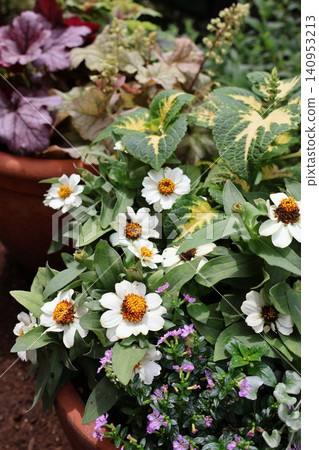 Zinnia mixed plantings and potted arrangements 140953213