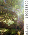 A forest stream where luminous light dances. 140953300