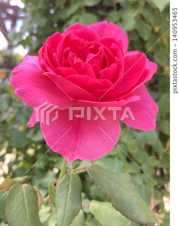 Vibrant Pink Rose Vibrant Pink Rose 140953465