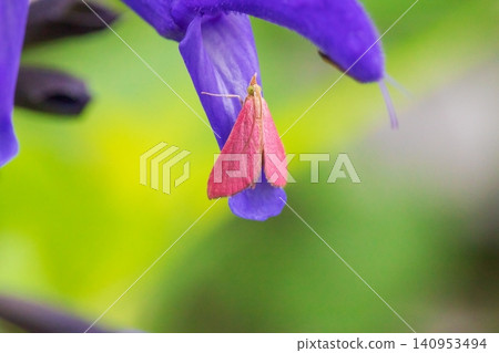 American pink moth perched on a salvia flower American pink moth perched on a salvia flower 140953494