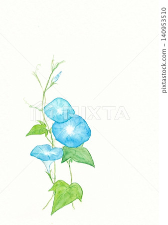 Hand-painted watercolor illustration of a blue morning glory Hand-painted watercolor illustration of a blue morning glory 140953510