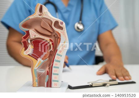 Asian doctor with nasal oral throat cavity neck human anatomy model for study diagnosis and treatment in hospital. Asian doctor with nasal oral throat cavity neck human anatomy model for study diagnosis and treatment in hospital. 140953520