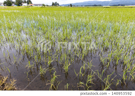 Rice paddies where seeds are directly sown in early summer Rice paddies where seeds are directly sown in early summer 140953592