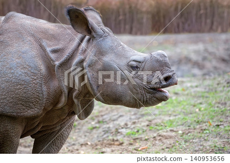 Rhinoceros in a clearing Rhinoceros in a clearing 140953656