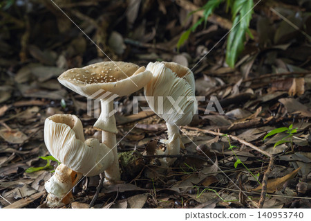 Mushrooms after the rain (likely Amanita virosa) Mushrooms after the rain (likely Amanita virosa) 140953740