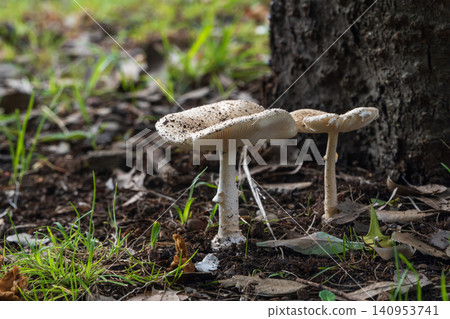 Mushrooms after the rain (likely Amanita virosa) Mushrooms after the rain (likely Amanita virosa) 140953741