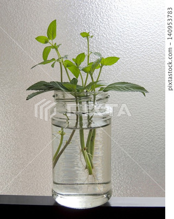 水耕薄荷 水耕薄荷 140953783