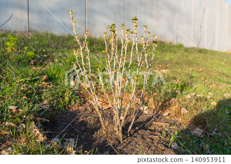 A young blackcurrant bush with delicate buds and fresh green leaves sprouting in spring sunlight. The plant symbolizes growth, gardening, and the renewal of nature after winter. High quality photo A young blackcurrant bush with delicate buds and fresh green leaves sprouting in spring sunlight. The plant symbolizes growth, gardening, and the renewal of nature after winter. High quality photo 140953911