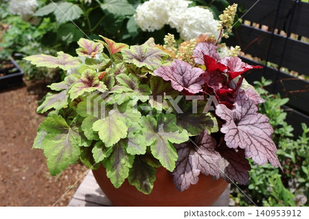 礬根和礬根屬植物一起種植 礬根和礬根屬植物一起種植 140953912