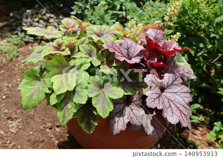Heuchera and Heucherella planted together Heuchera and Heucherella planted together 140953913