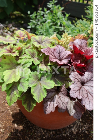 Heuchera and Heucherella planted together Heuchera and Heucherella planted together 140953914