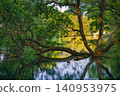 A tranquil river covered with trees, and its surface reflecting a rich array of colors. 140953975