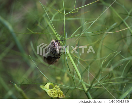 A young cicada resting on a fennel tree in June. A young cicada resting on a fennel tree in June. 140954289