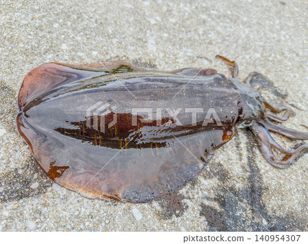 Freshly caught bigfin reef squid Freshly caught bigfin reef squid 140954307