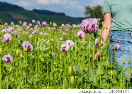 Woman walking through pink poppy field in summer countryside. Woman walking through pink poppy field in summer countryside. 140954374