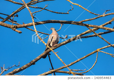 The picture shows a wood pigeon sitting on a tree branch. The picture shows a wood pigeon sitting on a tree branch. 140954463