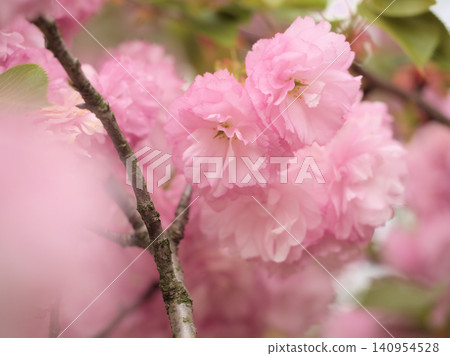 The beautiful pink Satozakura cherry blossoms "Kouka" bloomed in April. The beautiful pink Satozakura cherry blossoms "Kouka" bloomed in April. 140954528