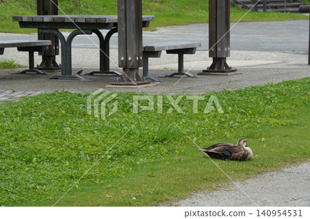 Ducks resting on the lawn of the former Nakagawa Waterfront Park and benches in the rest area. Ducks resting on the lawn of the former Nakagawa Waterfront Park and benches in the rest area. 140954531