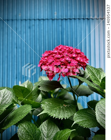 A contrasting scene of red hydrangeas blooming against a blue corrugated iron wall. A contrasting scene of red hydrangeas blooming against a blue corrugated iron wall. 140954537