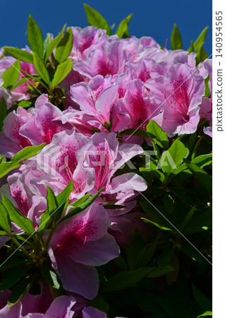 A vertical composition of a vibrant pink azalea in full bloom, powerfully illuminated by the strong morning sun of early summer, against a clear blue sky. A vertical composition of a vibrant pink azalea in full bloom, powerfully illuminated by the strong morning sun of early summer, against a clear blue sky. 140954565