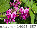 A bee sipping nectar from a flower - Canada 140954657