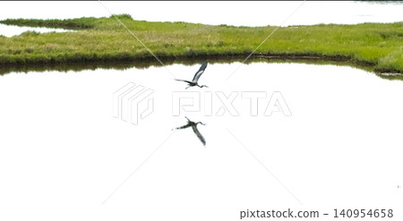 Grey Heron Bird Flies Over Water With Grass in the Background Near a Calm Area Grey Heron Bird Flies Over Water With Grass in the Background Near a Calm Area 140954658