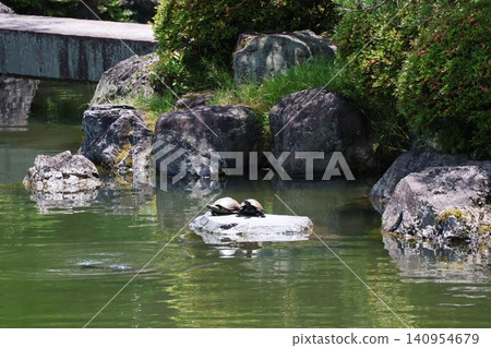 A scene of two turtles on a stone in a garden pond. A scene of two turtles on a stone in a garden pond. 140954679