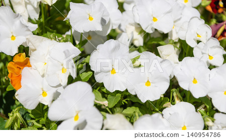 Summer nature. Pansy blooming flower. Blossom season. Flowering nature. Viola flower. Beautiful spring viola flower on flowerbed. Viola flower in summer bloom. Viola cornuta Summer nature. Pansy blooming flower. Blossom season. Flowering nature. Viola flower. Beautiful spring viola flower on flowerbed. Viola flower in summer bloom. Viola cornuta 140954786