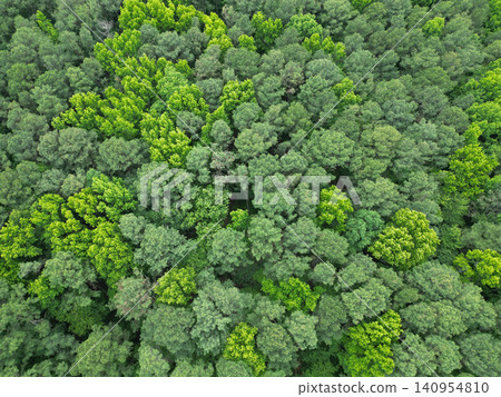 Summer green tree in forest. Natural scenery of tropical green forest. Aerial view forest tree. Rainforest ecosystem and healthy environment. Background of green tree forest. Rainforest preservation Summer green tree in forest. Natural scenery of tropical green forest. Aerial view forest tree. Rainforest ecosystem and healthy environment. Background of green tree forest. Rainforest preservation 140954810
