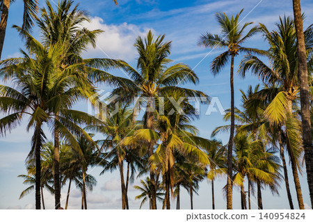 Tropical summer vacation. Exotic nature. Palm tree. Summer vacation in Miami south beach. Palm tree of California. Tropical beach in Miami. Tropical outdoor scene with palm tree. Luxury resort 140954824