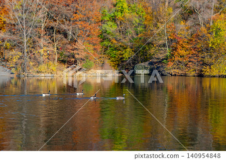 Autumn landscape with duck in pond. Fall nature landscape. Beautiful pond in Central Park. Autumn nature duck. Seasonal fall landscape. Park autumn scenic fall. Central park in autumn. Ducks on water 140954848