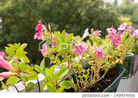 Flowers are wilting on a balcony in an apartment as autumn sets in. Nearby, caviar and eggplant are prepared for winter canning while the surrounding trees fade in color Flowers are wilting on a balcony in an apartment as autumn sets in. Nearby, caviar and eggplant are prepared for winter canning while the surrounding trees fade in color 140954956