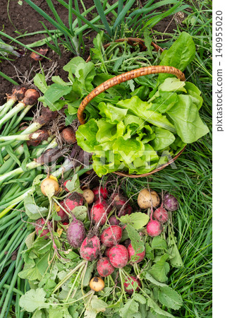 Workers gather fresh organic local vegetables like radishes, potatoes, and lettuce from the garden after a good harvest in the afternoon sun Workers gather fresh organic local vegetables like radishes, potatoes, and lettuce from the garden after a good harvest in the afternoon sun 140955020