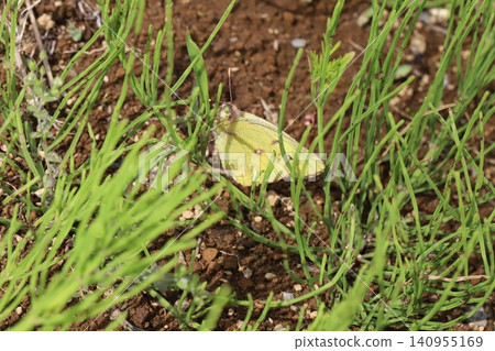 A clouded yellow butterfly perched on the green stem of a horsetail plant in a spring field. A clouded yellow butterfly perched on the green stem of a horsetail plant in a spring field. 140955169