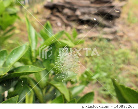 金絲蛛的偽裝技巧:腹部,蜘蛛的影子在白色帶狀物後面。 金絲蛛的偽裝技巧:腹部,蜘蛛的影子在白色帶狀物後面。 140955263