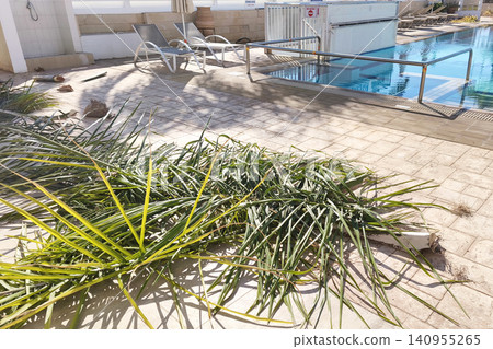 Freshly trimmed palm fronds beside a hotel swimming pool in Protaras, Cyprus. Resort maintenance and landscaping in a Mediterranean vacation destination on a sunny day Freshly trimmed palm fronds beside a hotel swimming pool in Protaras, Cyprus. Resort maintenance and landscaping in a Mediterranean vacation destination on a sunny day 140955265