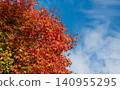 Seasonal leaves on tree. Natural autumn leaves. Autumn beauty of nature. Fall season nature. Fall leaves of maple tree. Autumn tree. Nature in fall season. Autumnal sunny day. Copy space 140955295