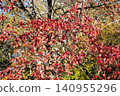 Forest change colors. Seasonal leaves on tree. Natural autumn leaves. Autumn beauty of nature. Fall season nature. Fall leaves of maple tree. Autumn tree. Nature in fall season. Autumnal sunny day 140955296