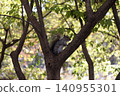 Eastern gray squirrel outdoor. Wild animal in nature. Squirrel on the tree. Rodent animal fauna. Autumn scene with Sciurus rodent animal. Wildlife nature. Gray squirrel in forest. Squirrel population 140955301