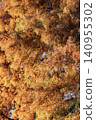 Autumn forest. Nature in fall season. Autumnal season in park. Seasonal leaves and tree. Natural autumn or fall season. Autumn beauty of nature. Nature in forest. Fall leaves in park. Changing leaves 140955302