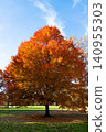 Seasonal fall landscape. Park nature. Autumn landscape. Tree with autumn leaves in nature. Fall forest or park in autumnal season. Autumn tree in Central park. Fall nature landscape. Golden leaves 140955303