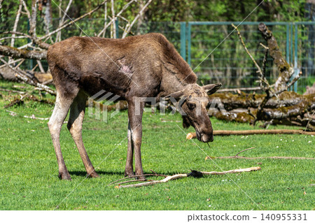 European Moose, Alces alces, also known as the elk European Moose, Alces alces, also known as the elk 140955331