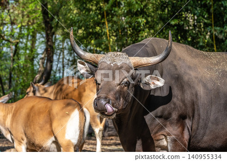 Family of Banteng, Bos javanicus or Red Bull is a type of wild cattle. Family of Banteng, Bos javanicus or Red Bull is a type of wild cattle. 140955334