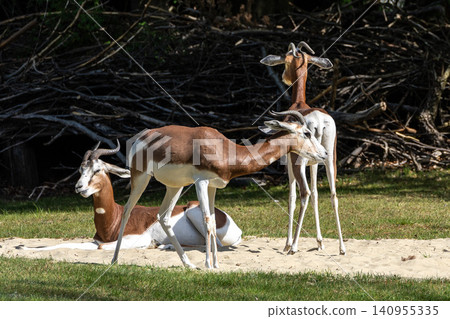 Dama gazelle, Gazella dama mhorr or mhorr gazelle is a species of gazelle Dama gazelle, Gazella dama mhorr or mhorr gazelle is a species of gazelle 140955335