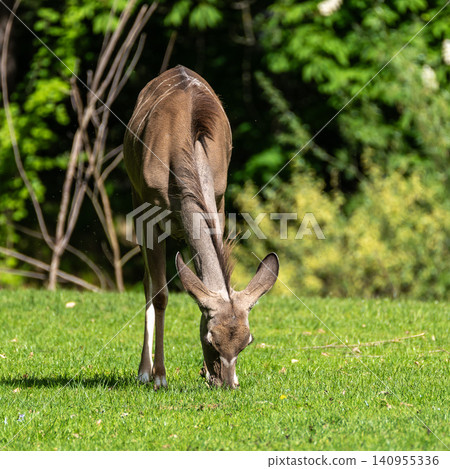 Greater kudu, Tragelaphus strepsiceros is a woodland antelope Greater kudu, Tragelaphus strepsiceros is a woodland antelope 140955336