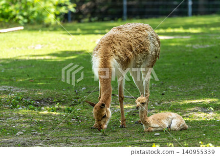 Family of Vicunas, Vicugna Vicugna, relatives of the llama Family of Vicunas, Vicugna Vicugna, relatives of the llama 140955339