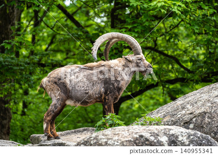 Alpine ibex, Capra ibex is a species of wild goat that lives in the mountains of the European Alps. Alpine ibex, Capra ibex is a species of wild goat that lives in the mountains of the European Alps. 140955341