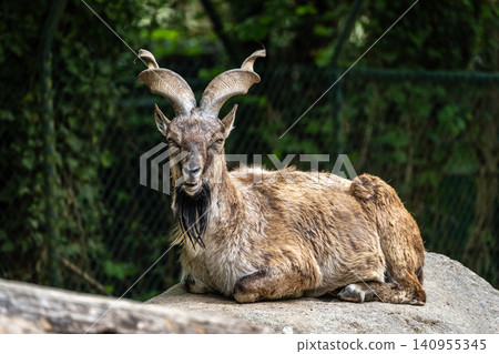 Turkmenian markhor, Capra falconeri heptneri living on the rocks Turkmenian markhor, Capra falconeri heptneri living on the rocks 140955345