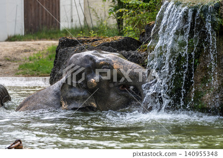 The Asian elephant, Elephas maximus also called Asiatic elephant bathing in a pond The Asian elephant, Elephas maximus also called Asiatic elephant bathing in a pond 140955348